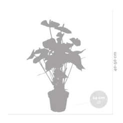 Anthurium 'aristo' Orange - Plante Flamingo - Entretien Facile - ⌀14 Cm - ↕45-55 Cm -Flora Soldes 640b783c301436.46862337