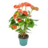 Anthurium 'aristo' Orange - Plante Flamingo - Entretien Facile - ⌀14 Cm - ↕45-55 Cm -Flora Soldes 640b783c558621.43542883