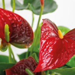 2x Anthurium 'aristo' Red– Flamingo Plant - Facile D'entretien - ⌀14 Cm - ↕45-55 Cm -Flora Soldes 640b783e3f8e96.90530068