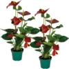 2x Anthurium 'aristo' Red– Flamingo Plant - Facile D'entretien - ⌀14 Cm - ↕45-55 Cm -Flora Soldes 640b783e469480.64156373
