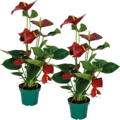 2x Anthurium 'aristo' Red– Flamingo Plant - Facile D'entretien - ⌀14 Cm - ↕45-55 Cm