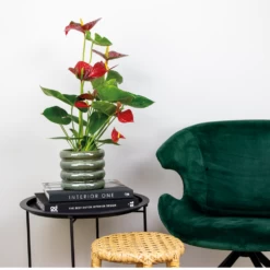 2x Anthurium 'aristo' Red– Flamingo Plant - Facile D'entretien - ⌀14 Cm - ↕45-55 Cm -Flora Soldes 640b783e502989.76282242