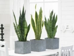 2x Sansevieria 'laurentii' Xl – Langue De Dame – Succulente – Facile à Entretenir – ⌀17cm – ↕55-65 Cm -Flora Soldes 640b787fae2b77.12325864