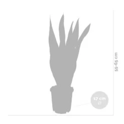 2x Sansevieria 'laurentii' Xl – Langue De Dame – Succulente – Facile à Entretenir – ⌀17cm – ↕55-65 Cm -Flora Soldes 640b787fb1b790.19239259