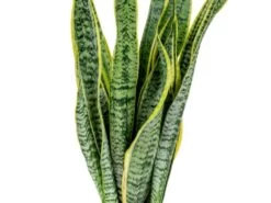 2x Sansevieria 'laurentii' Xl – Langue De Dame – Succulente – Facile à Entretenir – ⌀17cm – ↕55-65 Cm -Flora Soldes 640b787fb489e7.70309484
