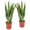 2x Sansevieria 'laurentii' Xl – Langue De Dame – Succulente – Facile à Entretenir – ⌀17cm – ↕55-65 Cm -Flora Soldes 640b787fb81fc2.44212067