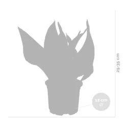 Sansevieria 'laurentii' – Sansevieria – Succulente – Peu D'entretien – ⌀12cm – ↕25-35cm -Flora Soldes 640b7892936c92.85423753