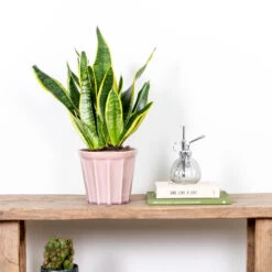 Sansevieria 'laurentii' – Sansevieria – Succulente – Peu D'entretien – ⌀12cm – ↕25-35cm -Flora Soldes 640b7892a30470.84983856