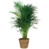 Dypsis Lutescens Incl. Panier En Jonc De Mer - Facile D'entretien - ⌀21 Cm - ↕100-110 Cm -Flora Soldes 640b7898d0e716.90163002