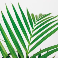 Dypsis Lutescens Incl. Panier En Jonc De Mer - Facile D'entretien - ⌀21 Cm - ↕100-110 Cm -Flora Soldes 640b7898e19b00.69601100