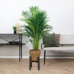 Dypsis Lutescens Incl. Panier En Jonc De Mer - Facile D'entretien - ⌀21 Cm - ↕100-110 Cm -Flora Soldes 640b7898ee0c36.81719850