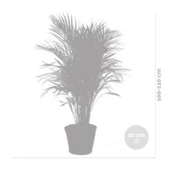 Dypsis Lutescens Incl. Panier En Jonc De Mer - Facile D'entretien - ⌀21 Cm - ↕100-110 Cm -Flora Soldes 640b78992bb466.17334359