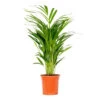 Dypsis Lutescens - Golden Palm - Plante D'intérieur - Entretien Facile - ⌀17 Cm - ↕60-70 Cm -Flora Soldes 640b789a3b5ad6.31979801