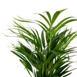 Dypsis Lutescens - Golden Palm - Plante D'intérieur - Entretien Facile - ⌀17 Cm - ↕60-70 Cm 9 Dypsis Lutescens - Golden Palm - Plante D'intérieur - Entretien Facile - ⌀17 Cm - ↕60-70 Cm -Flora Soldes 640b789a61f743.14431000