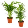 2x Mélange De Palmiers D'intérieur - Dypsis-chamaedorea - Facile D'entretien – ⌀12 Cm - ↕20-45 Cm -Flora Soldes 640b789d3d7505.86590872