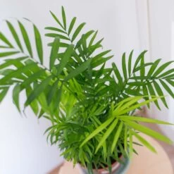 2x Mélange De Palmiers D'intérieur - Dypsis-chamaedorea - Facile D'entretien – ⌀12 Cm - ↕20-45 Cm 9 2x Mélange De Palmiers D'intérieur - Dypsis-chamaedorea - Facile D'entretien – ⌀12 Cm - ↕20-45 Cm -Flora Soldes 640b789d46bf69.48332906