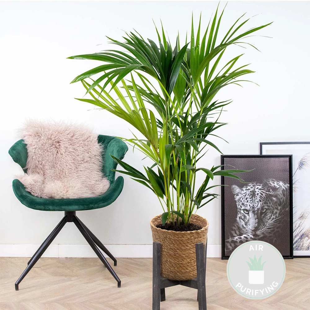 Howea Forsteriana Incl. Panier En Jonc De Mer - Palmier Kentia - Purificateur D'air - ⌀19 Cm - ↕90-100 Cm 4 Howea Forsteriana Incl. Panier En Jonc De Mer - Palmier Kentia - Purificateur D'air - ⌀19 Cm - ↕90-100 Cm – Image 2