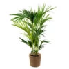 Howea Forsteriana Incl. Panier En Jonc De Mer - Palmier Kentia - Purificateur D'air - ⌀19 Cm - ↕90-100 Cm -Flora Soldes 640b789e272846.58572555