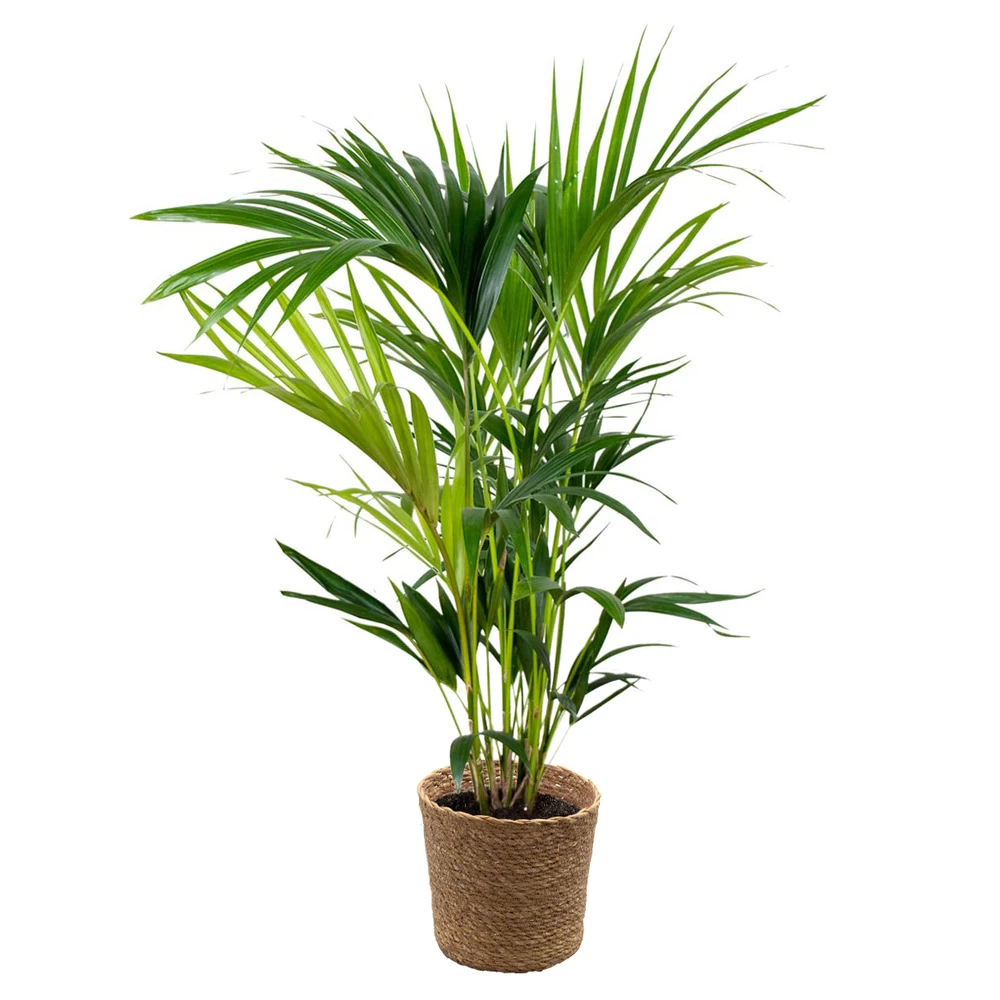Howea Forsteriana Incl. Panier En Jonc De Mer - Palmier Kentia - Purificateur D'air - ⌀19 Cm - ↕90-100 Cm 3 Howea Forsteriana Incl. Panier En Jonc De Mer - Palmier Kentia - Purificateur D'air - ⌀19 Cm - ↕90-100 Cm