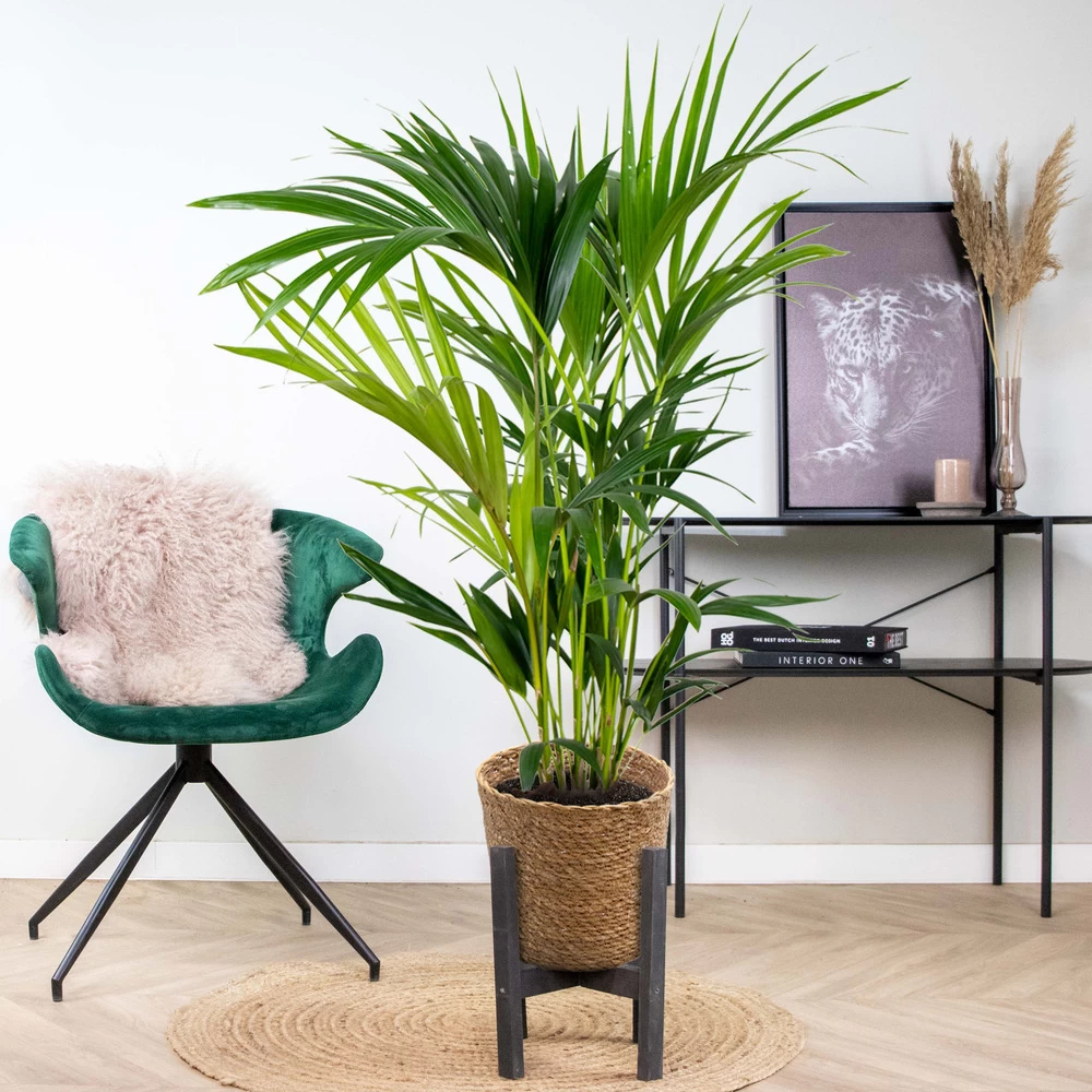 Howea Forsteriana Incl. Panier En Jonc De Mer - Palmier Kentia - Purificateur D'air - ⌀19 Cm - ↕90-100 Cm 6 Howea Forsteriana Incl. Panier En Jonc De Mer - Palmier Kentia - Purificateur D'air - ⌀19 Cm - ↕90-100 Cm – Image 4