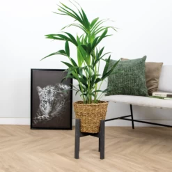 Howea Forsteriana Incl Seagrass Basket - Palmier Kentia - Purificateur D'air - ⌀19 Cm - ↕90-100 Cm -Flora Soldes 640b78a05203e3.35589494