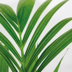 Howea Forsteriana Incl Seagrass Basket - Palmier Kentia - Purificateur D'air - ⌀19 Cm - ↕90-100 Cm -Flora Soldes 640b78a06216e9.82338484