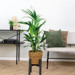 Howea Forsteriana Incl Seagrass Basket - Palmier Kentia - Purificateur D'air - ⌀19 Cm - ↕90-100 Cm -Flora Soldes 640b78a0818a38.30649967