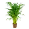 Dypsis Lutescens Incl. Panier En Jonc De Mer - Palmier Doré - ⌀21 Cm - ↕100-110 Cm -Flora Soldes 640b78a16c22e7.25812699