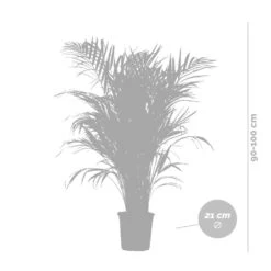 Dypsis Lutescens Incl. Panier En Jonc De Mer - Palmier Doré - ⌀21 Cm - ↕100-110 Cm -Flora Soldes 640b78a17edc87.53736891