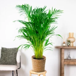 Dypsis Lutescens Incl. Panier En Jonc De Mer - Palmier Doré - ⌀21 Cm - ↕100-110 Cm -Flora Soldes 640b78a18cf930.54558956