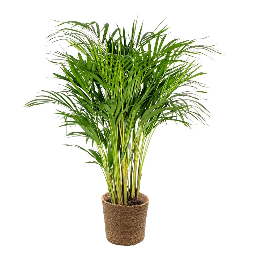 Dypsis Lutescens Incl. Panier En Jonc De Mer - Palmier Doré - ⌀20 Cm - ↕90-100 Cm 3 Dypsis Lutescens Incl. Panier En Jonc De Mer - Palmier Doré - ⌀20 Cm - ↕90-100 Cm