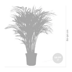 Dypsis Lutescens Incl. Panier En Jonc De Mer - Palmier Doré - ⌀20 Cm - ↕90-100 Cm 11 Dypsis Lutescens Incl. Panier En Jonc De Mer - Palmier Doré - ⌀20 Cm - ↕90-100 Cm -Flora Soldes 640b78a2834a51.61402820