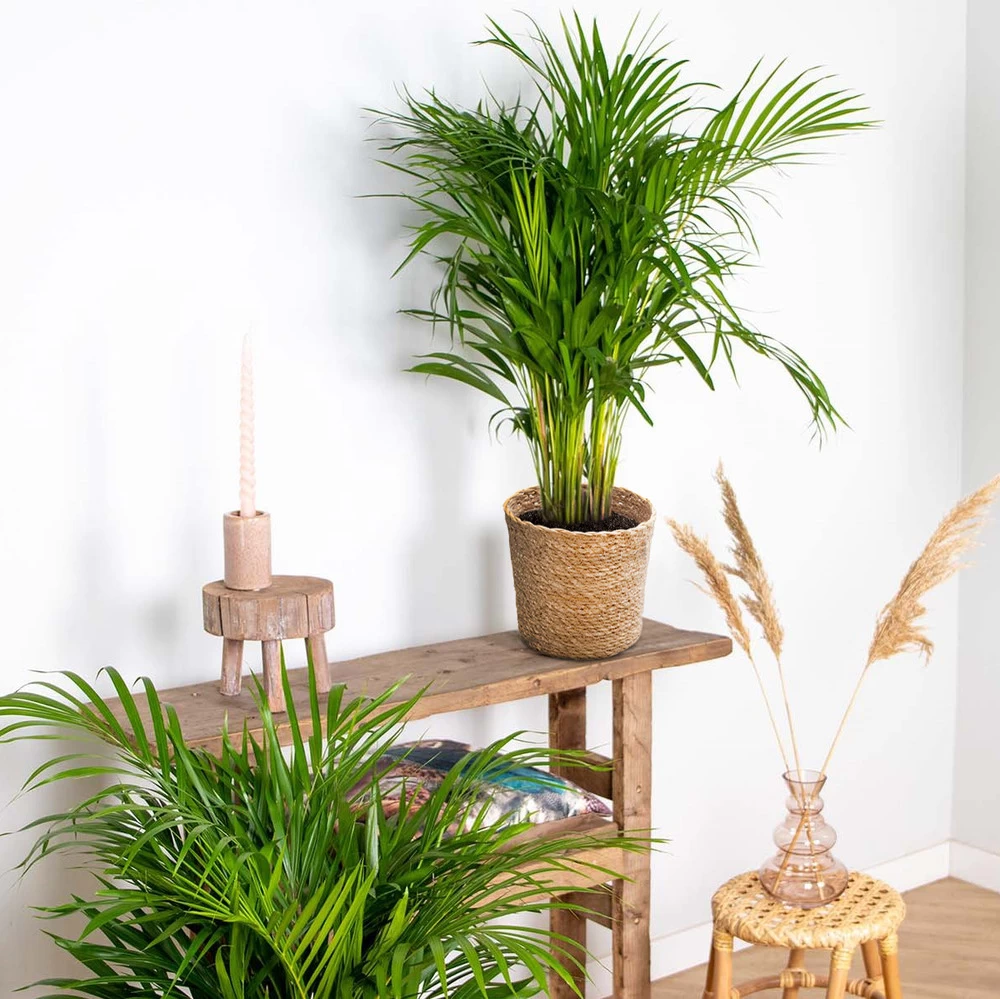 Dypsis Lutescens Incl. Panier En Jonc De Mer - Palmier Doré - ⌀20 Cm - ↕90-100 Cm 6 Dypsis Lutescens Incl. Panier En Jonc De Mer - Palmier Doré - ⌀20 Cm - ↕90-100 Cm – Image 4