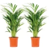 2x Dypsis Lutescens - Palmier Doré - Plante D'intérieur - Facile D'entretien - ⌀17 Cm - ↕60-70 Cm -Flora Soldes 640b78a36c5031.14056318