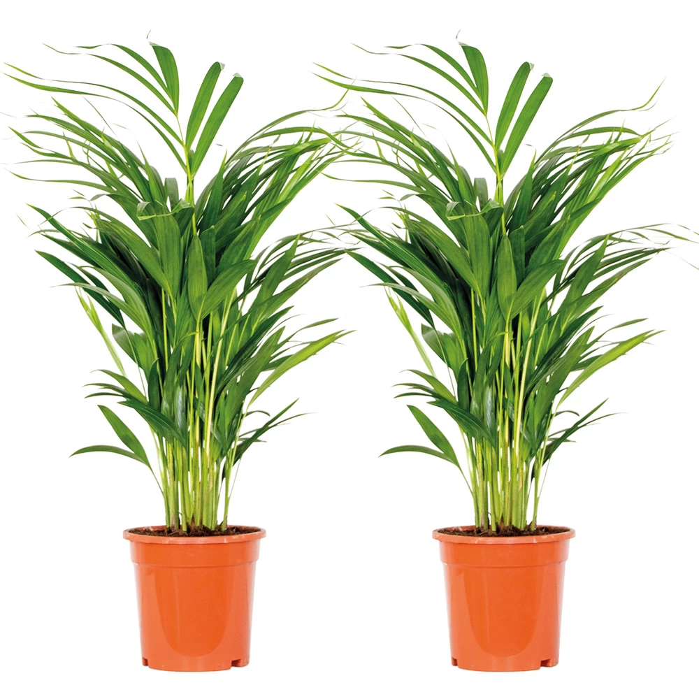 2x Dypsis Lutescens - Palmier Doré - Plante D'intérieur - Facile D'entretien - ⌀17 Cm - ↕60-70 Cm 3 2x Dypsis Lutescens - Palmier Doré - Plante D'intérieur - Facile D'entretien - ⌀17 Cm - ↕60-70 Cm