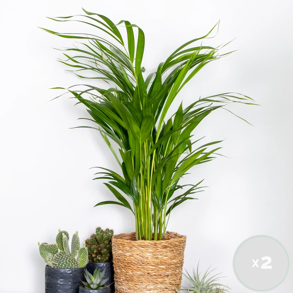 2x Dypsis Lutescens - Palmier Doré - Plante D'intérieur - Facile D'entretien - ⌀17 Cm - ↕60-70 Cm 4 2x Dypsis Lutescens - Palmier Doré - Plante D'intérieur - Facile D'entretien - ⌀17 Cm - ↕60-70 Cm – Image 2