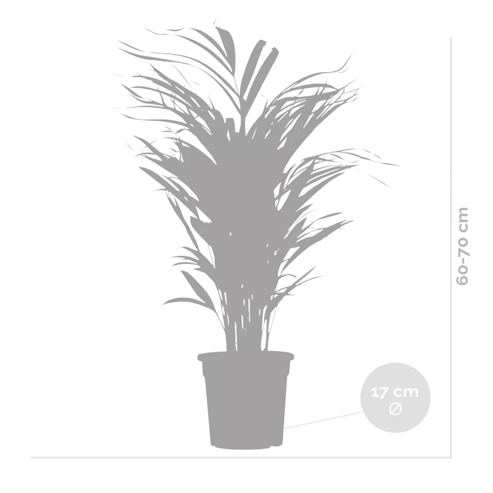 2x Dypsis Lutescens - Palmier Doré - Plante D'intérieur - Facile D'entretien - ⌀17 Cm - ↕60-70 Cm 7 2x Dypsis Lutescens - Palmier Doré - Plante D'intérieur - Facile D'entretien - ⌀17 Cm - ↕60-70 Cm – Image 5