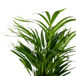 2x Dypsis Lutescens - Palmier Doré - Plante D'intérieur - Facile D'entretien - ⌀17 Cm - ↕60-70 Cm 9 2x Dypsis Lutescens - Palmier Doré - Plante D'intérieur - Facile D'entretien - ⌀17 Cm - ↕60-70 Cm -Flora Soldes 640b78a39680a7.80679516