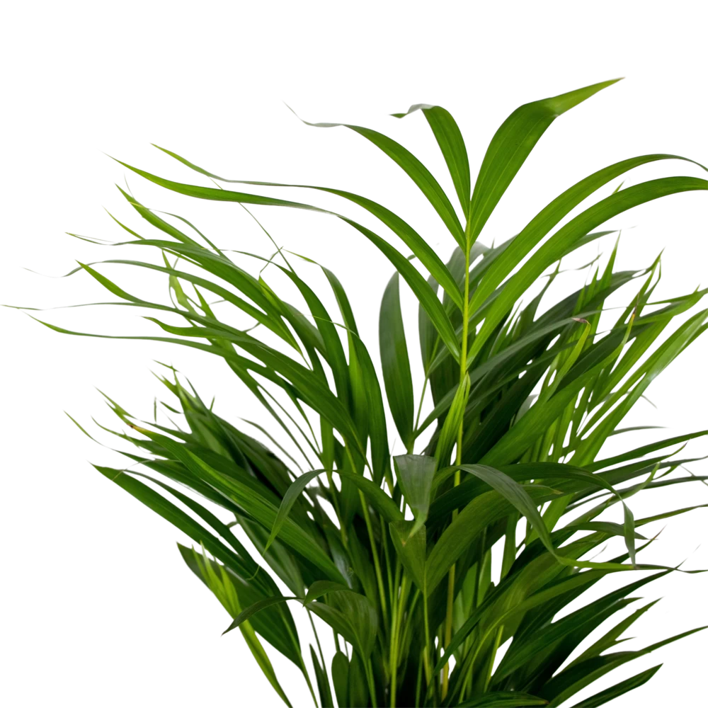 2x Dypsis Lutescens - Palmier Doré - Plante D'intérieur - Facile D'entretien - ⌀17 Cm - ↕60-70 Cm 5 2x Dypsis Lutescens - Palmier Doré - Plante D'intérieur - Facile D'entretien - ⌀17 Cm - ↕60-70 Cm – Image 3