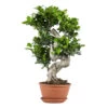 Ficus Microcarpa 'ginseng' En Forme De S – Bonsaï – Plante D'intérieur – ⌀22 Cm - ↕60-70 Cm -Flora Soldes 640b78a4aba198.23690352