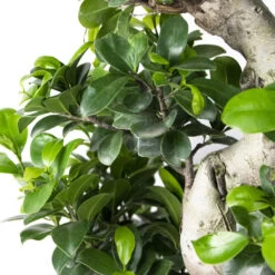 Ficus Microcarpa 'ginseng' En Forme De S – Bonsaï – Plante D'intérieur – ⌀22 Cm - ↕60-70 Cm -Flora Soldes 640b78a4b356b4.88157147