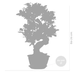 Ficus Microcarpa 'ginseng' En Forme De S – Bonsaï – Plante D'intérieur – ⌀22 Cm - ↕60-70 Cm -Flora Soldes 640b78a4ca43b3.72373917
