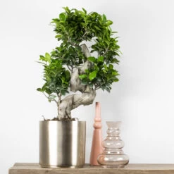 2x Ficus Microcarpa 'ginseng' En Forme De S – Bonsaï – Plante D'intérieur – ⌀22 Cm - ↕60-70 Cm -Flora Soldes 640b78a5a11c44.20623998