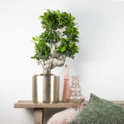 2x Ficus Microcarpa 'ginseng' En Forme De S – Bonsaï – Plante D'intérieur – ⌀22 Cm - ↕60-70 Cm -Flora Soldes 640b78a5ac4b54.25035858