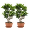 2x Ficus Microcarpa 'ginseng' En Forme De S – Bonsaï – Plante D'intérieur – ⌀22 Cm - ↕60-70 Cm -Flora Soldes 640b78a5b7e801.40733972