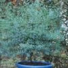 Eucalyptus Gunni France Bleu® 'rengun'/pot De 7,5l - 40/60 Cm -Flora Soldes 6411c5255d7c25.21614463