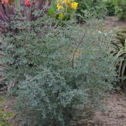 Eucalyptus Gunni France Bleu® 'rengun'/pot De 7,5l - 40/60 Cm -Flora Soldes 6411c52561ab78.81315884