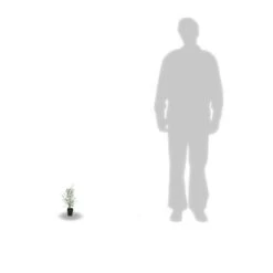 Eucalyptus Gunni France Bleu® 'rengun'/pot De 7,5l - 40/60 Cm -Flora Soldes 6411c525786818.65301056