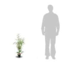 Eucalyptus Gunni France Bleu® 'rengun'/pot De 7,5l - 40/60 Cm -Flora Soldes 6411c525840195.31640674