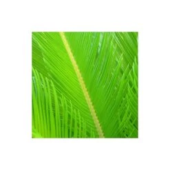 Cycas Du Japon/pot De 25l - 60/80 Cm -Flora Soldes 6411c5b365ae74.91314817